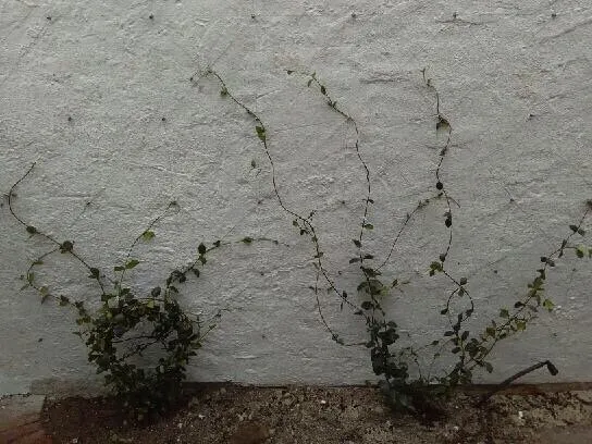 Trusted landscaping services in Lake Worth, FL by Next Level Landscaping and Maintenance