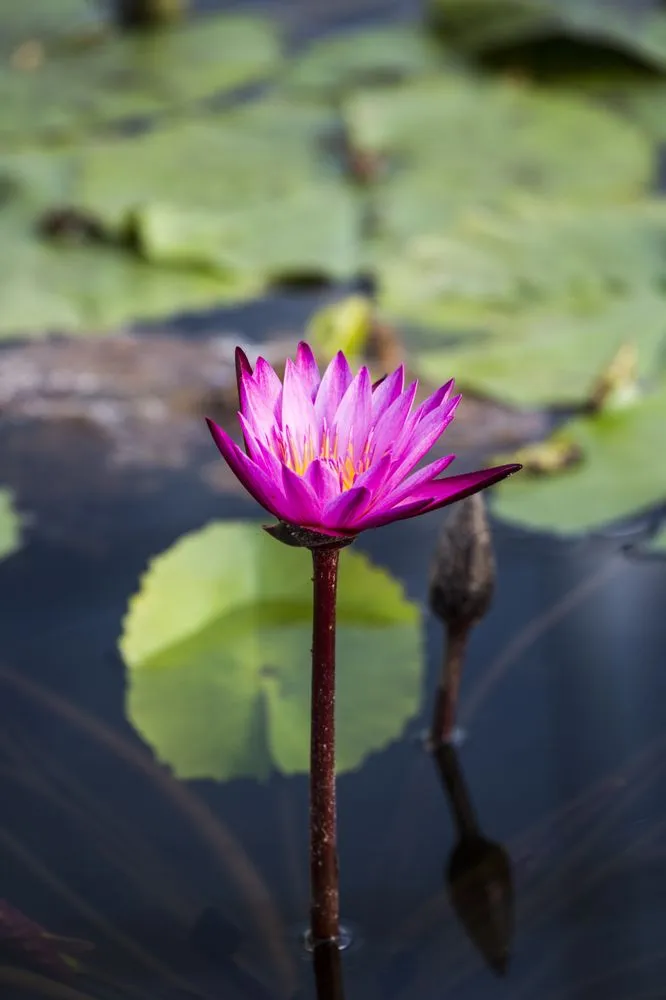 Trusted landscape installation near you in West Hills, CA by Next Level Landscaping and Tree Trimming