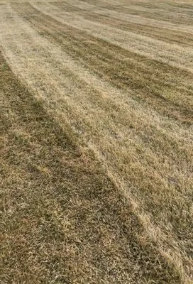 Next Level Lawn and Snow Logo