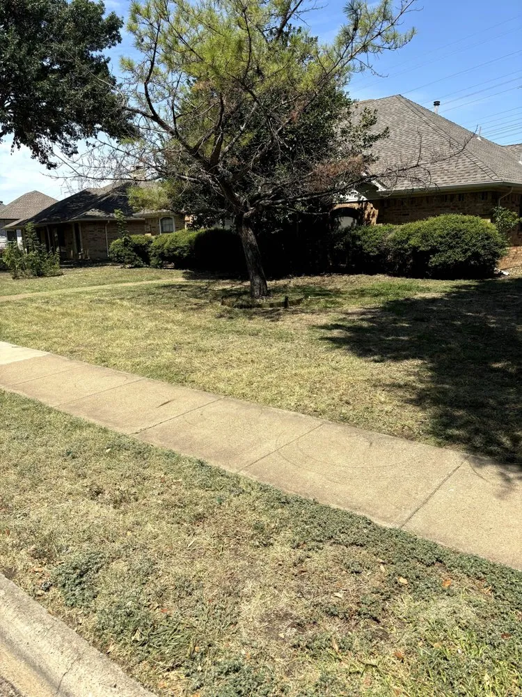 Custom yard cleanup service in Plano, TX by Next Level Mowing