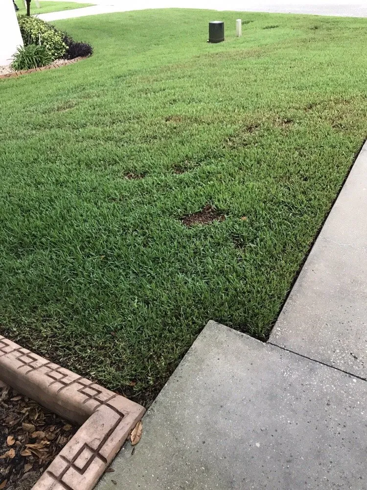 Custom residential landscaping in Seffner, FL - Next Level Turf Management