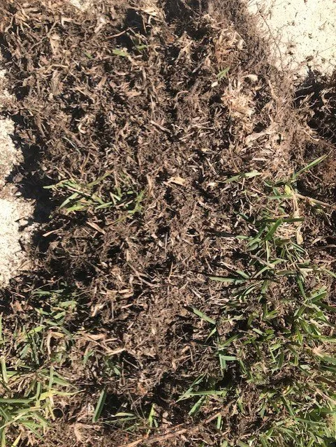 Professional yard cleanup service for year-round maintenance across Seffner, FL - Next Level Turf Management