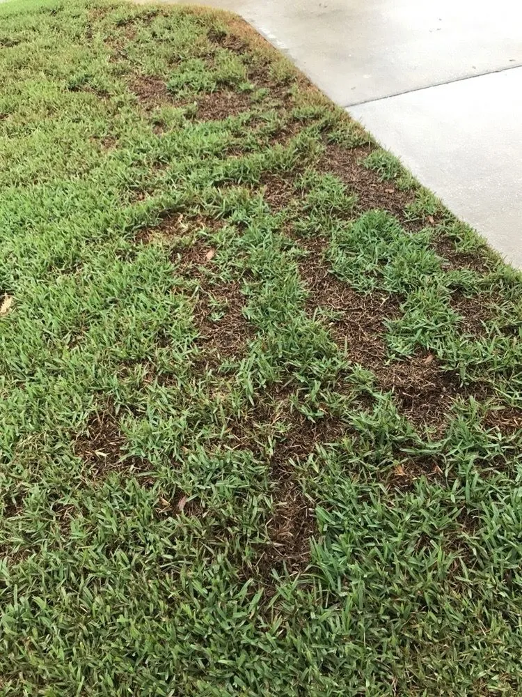 Top-rated residential landscaping in Seffner, FL by Next Level Turf Management