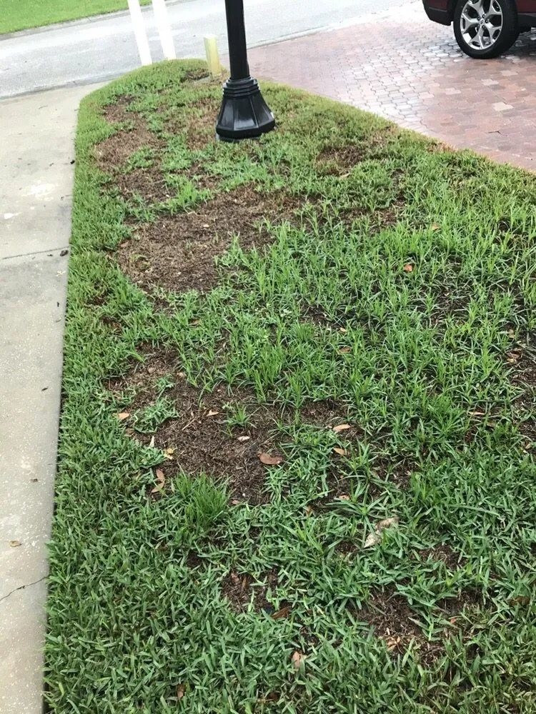 Trusted lawn care service in Seffner, FL - Next Level Turf Management