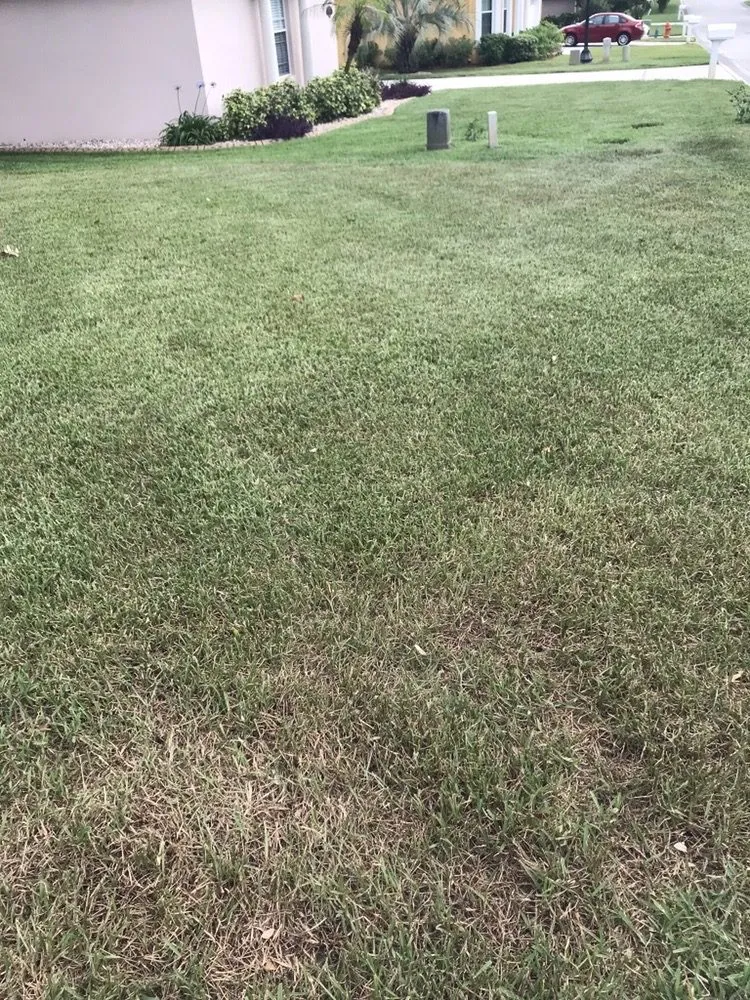 Top-rated lawn mowing service in Seffner, FL - Next Level Turf Management