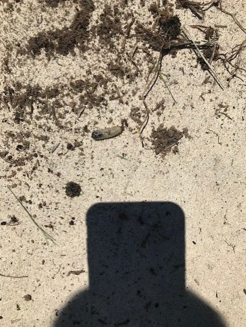 Custom garden landscaping for residential properties across Seffner, FL - Next Level Turf Management