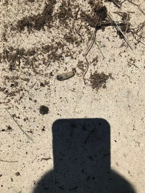 Custom residential landscaping for homes in Seffner, FL by Next Level Turf Management