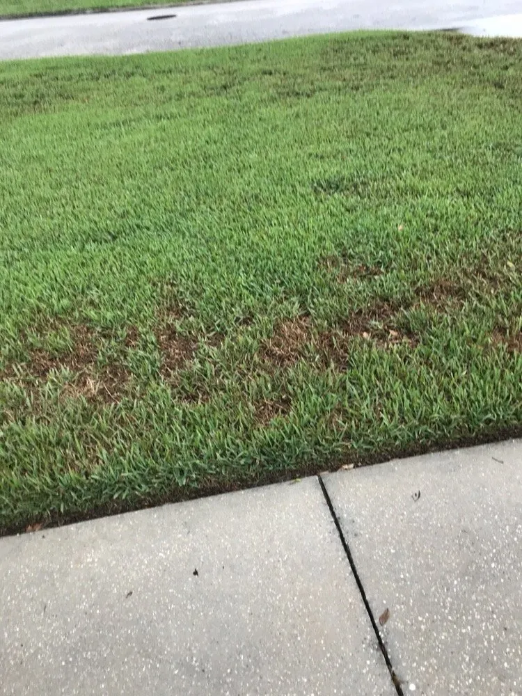 Professional landscape design in Seffner, FL - Next Level Turf Management