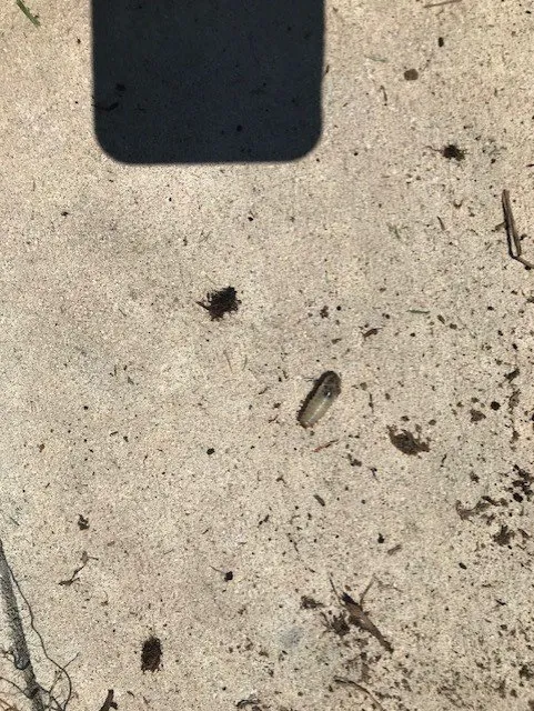 Trusted lawn mowing service in Seffner, FL - Next Level Turf Management