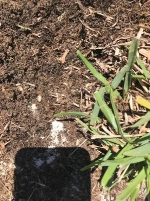 Next Level Turf Management Logo