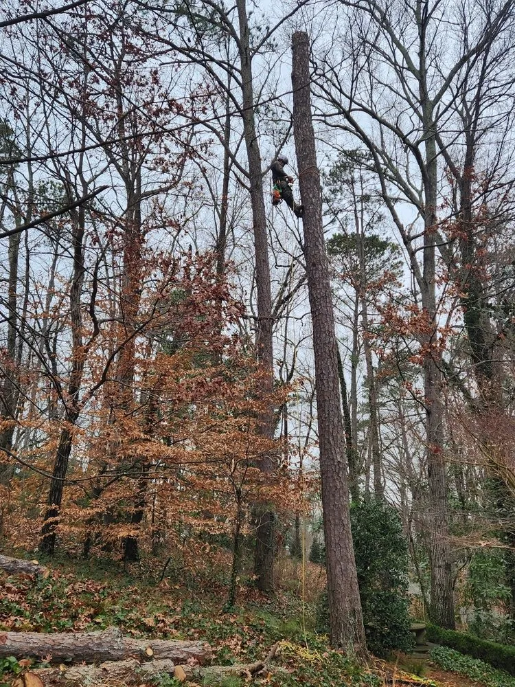 Reliable lawn care service for beautiful yards in Roswell, GA by Next Pro Tree Care & Landscaping