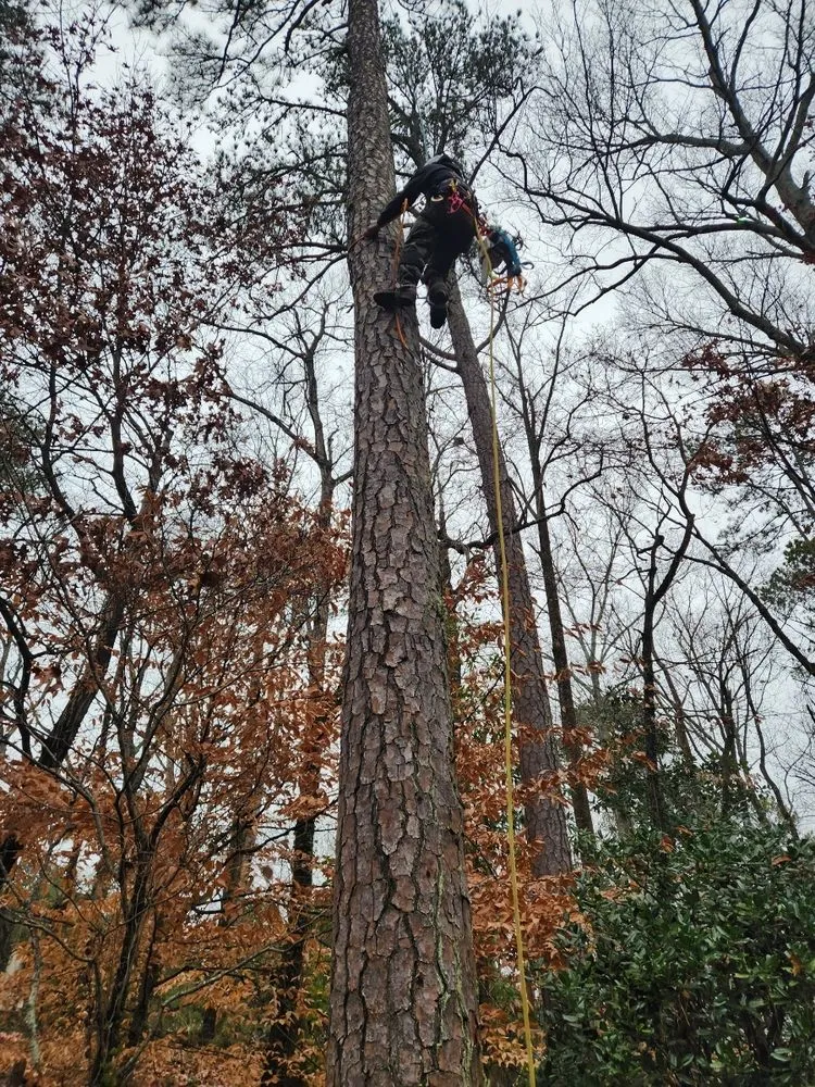 Expert landscape installation in Roswell, GA by Next Pro Tree Care & Landscaping