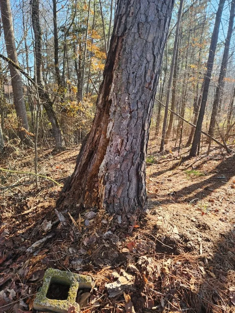 Trusted lawn mowing service near you in Roswell, GA by Next Pro Tree Care & Landscaping