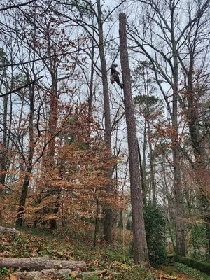 Next Pro Tree Care & Landscaping Logo