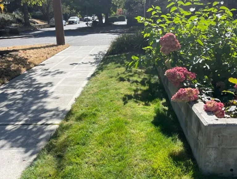 Local yard maintenance in Seattle, WA by Next Step Landscaping