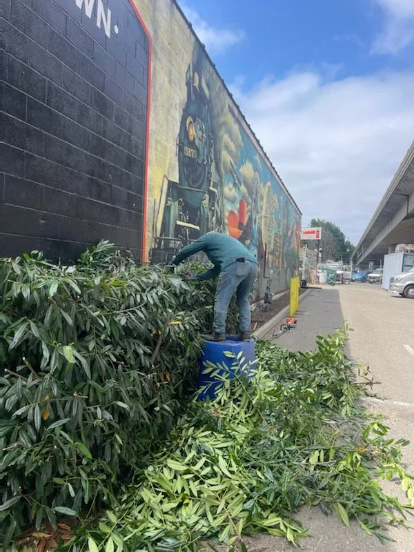 Trusted yard cleanup service in Seattle, WA - Next Step Landscaping