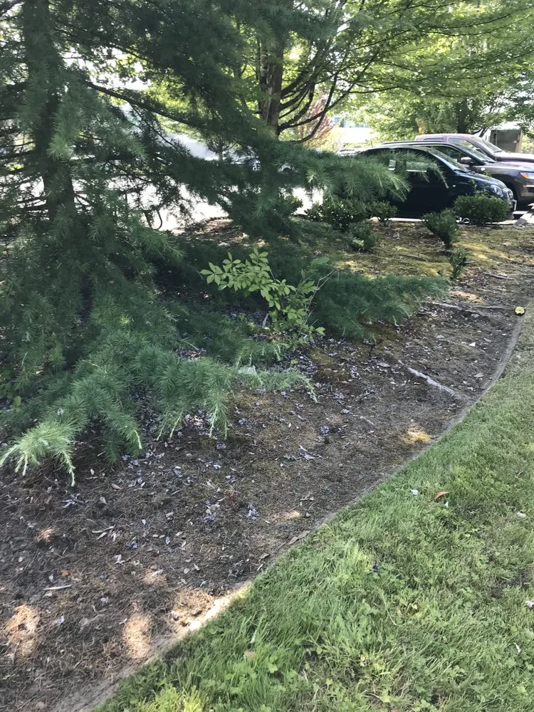 Top-rated yard cleanup service for beautiful yards across Seattle, WA - Next Step Landscaping