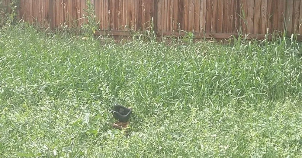 Professional landscape design in Johnstown, CO by Next Step Lawn