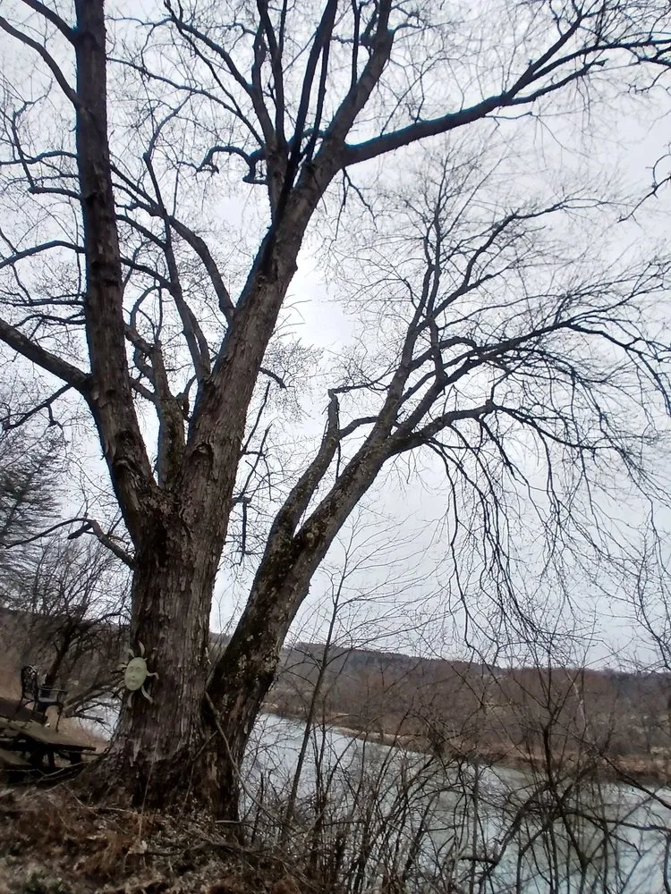 Professional yard maintenance for beautiful yards in Bainbridge, NY by Nextera forestry