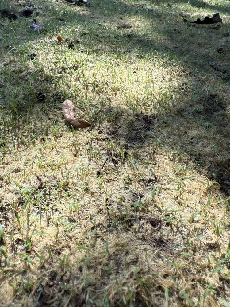 Expert landscape installation for outdoor upgrades across Lubbock, TX - NexTerra Land Services