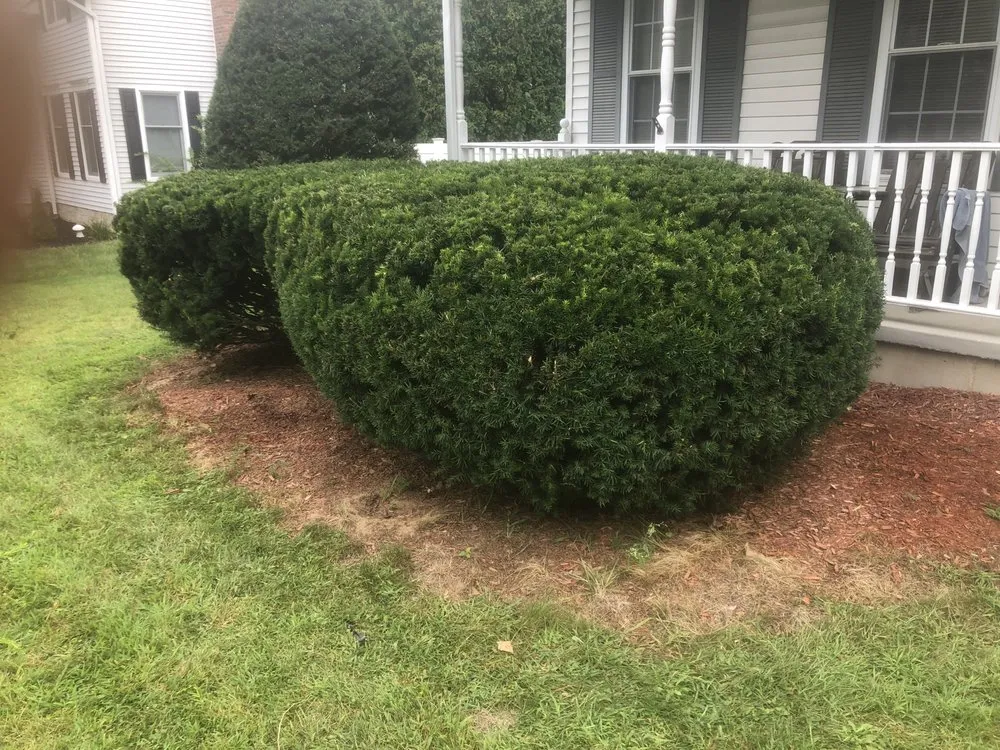 Custom yard cleanup service experts serving Albany, NY - NextGen Landscaping