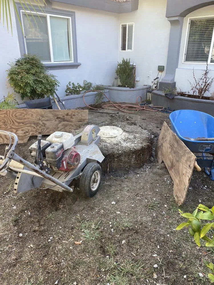 Expert landscape design for year-round maintenance in Long Beach, CA by NextGen Landscaping