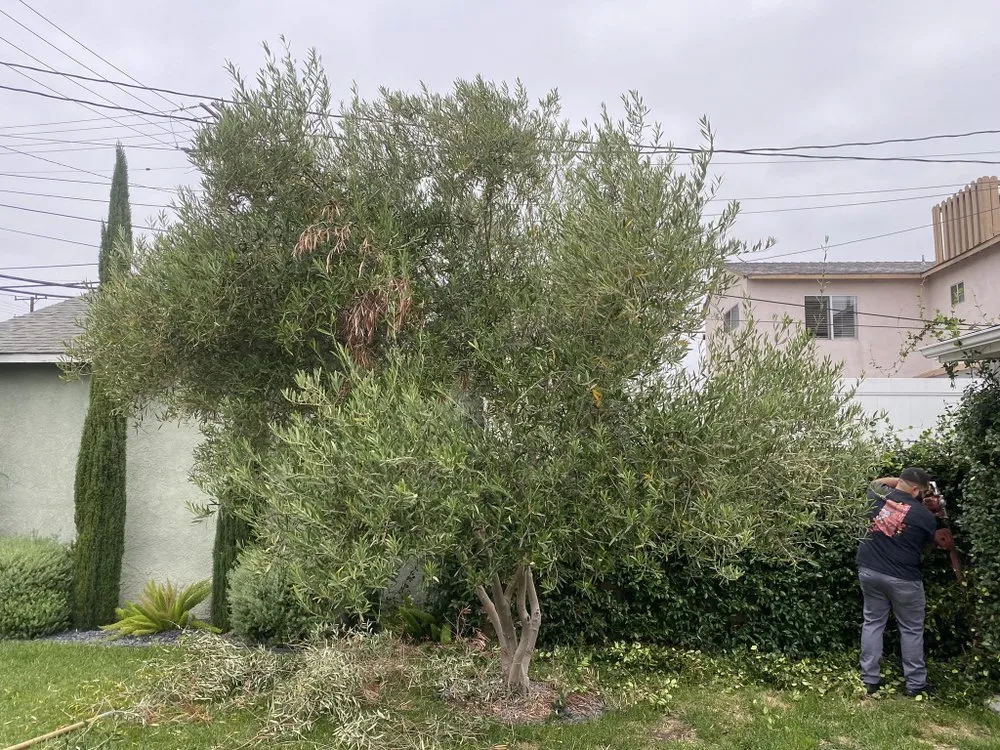 Affordable residential landscaping in Long Beach, CA - NextGen Landscaping