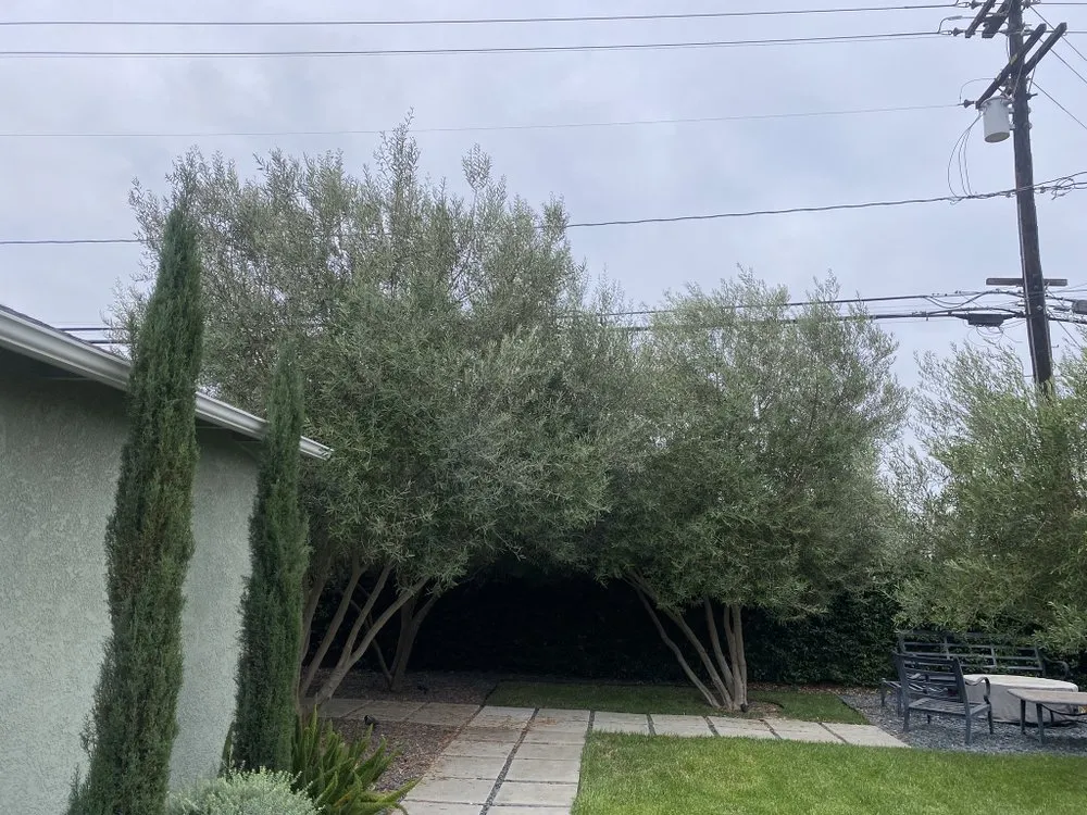 Affordable outdoor landscaping for beautiful yards in Long Beach, CA by NextGen Landscaping