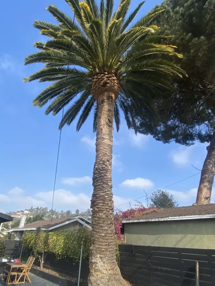 Affordable landscaping services for beautiful yards in Long Beach, CA by NextGen Landscaping