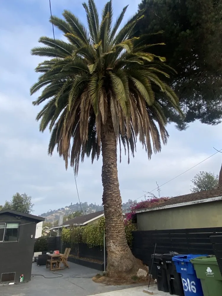 Reliable residential landscaping experts serving Long Beach, CA - NextGen Landscaping