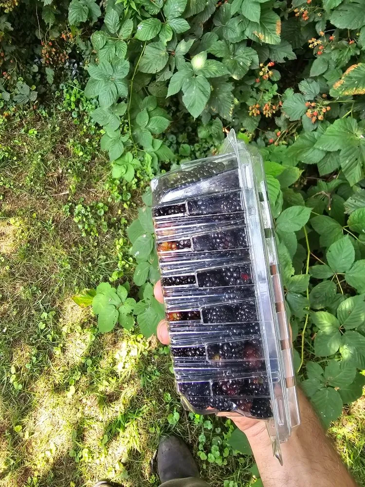 Trusted lawn mowing service near you in Millbury, MA by Nextlife Solutions