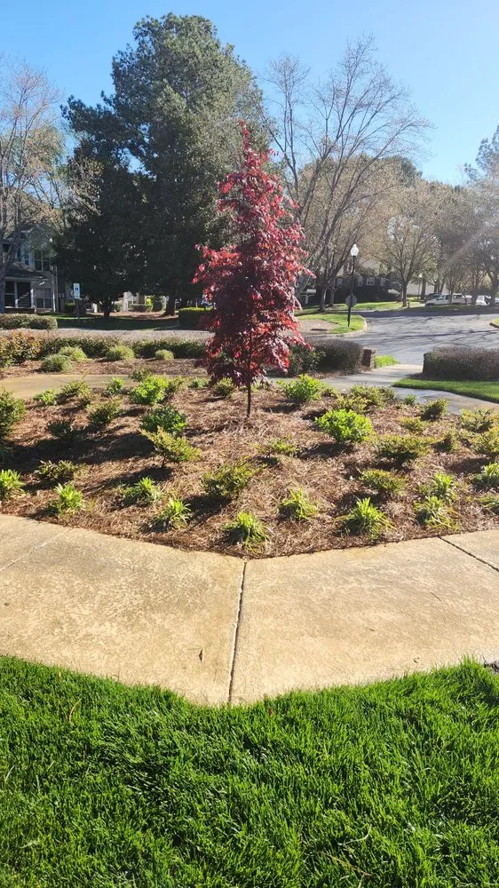 Affordable yard cleanup service in Charlotte, NC - NEXUS Construction Landscaping
