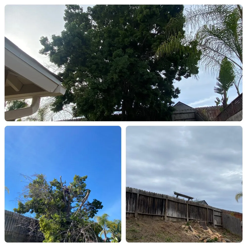 Expert yard cleanup service for homes in Bonsall, CA by N&G Landscaping and Tree Service