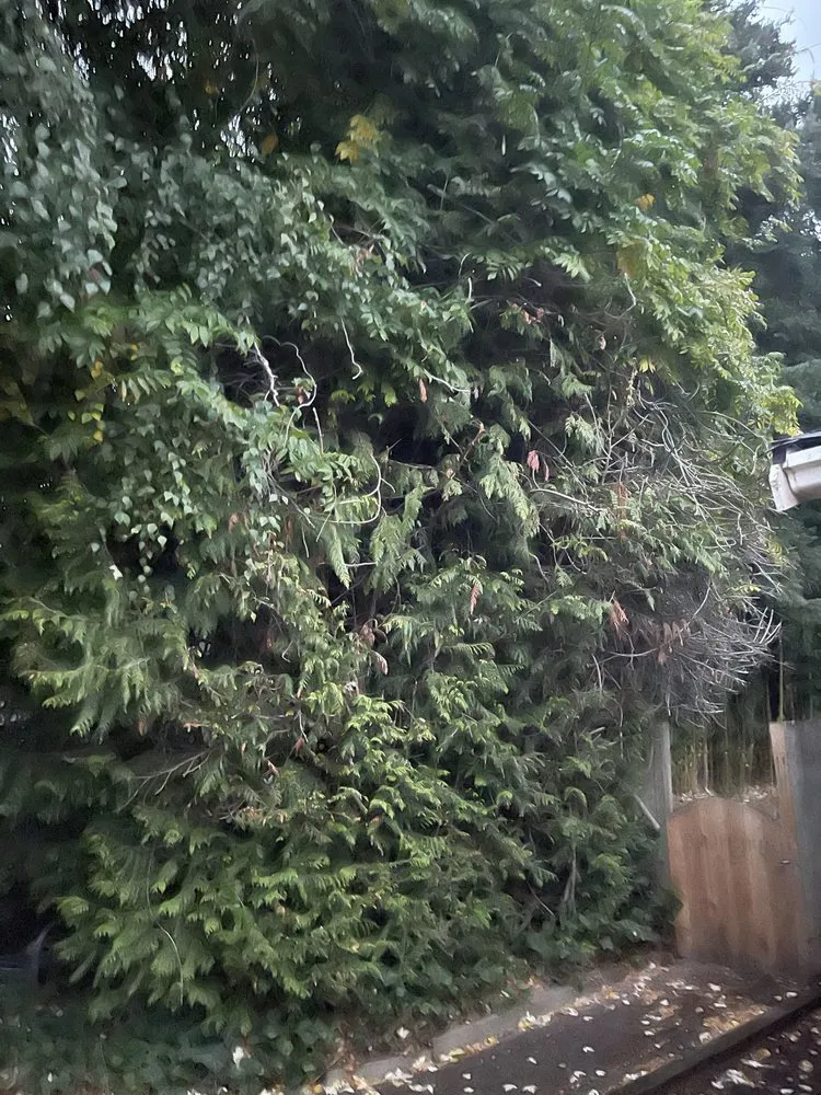 Local lawn care service in Seattle, WA by Ngn Landscape