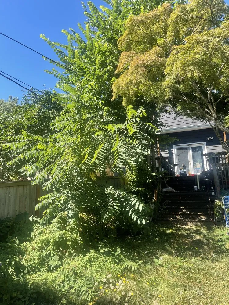 Custom lawn care service experts serving Seattle, WA - Ngn Landscape