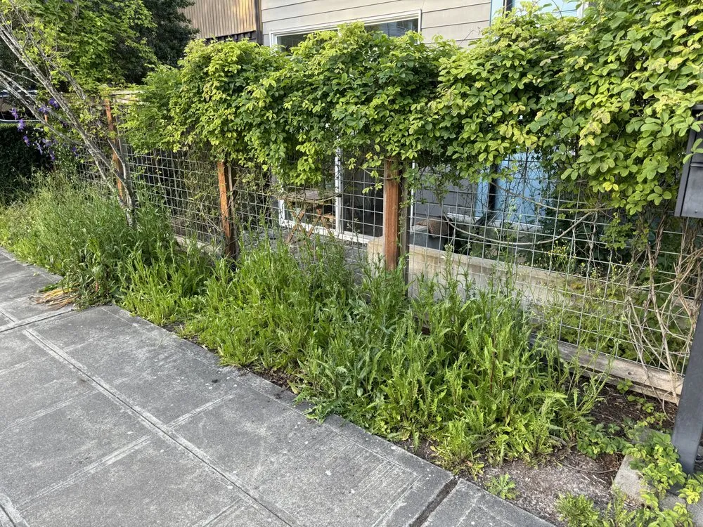 Professional yard maintenance for homes in Seattle, WA by Ngn Landscape