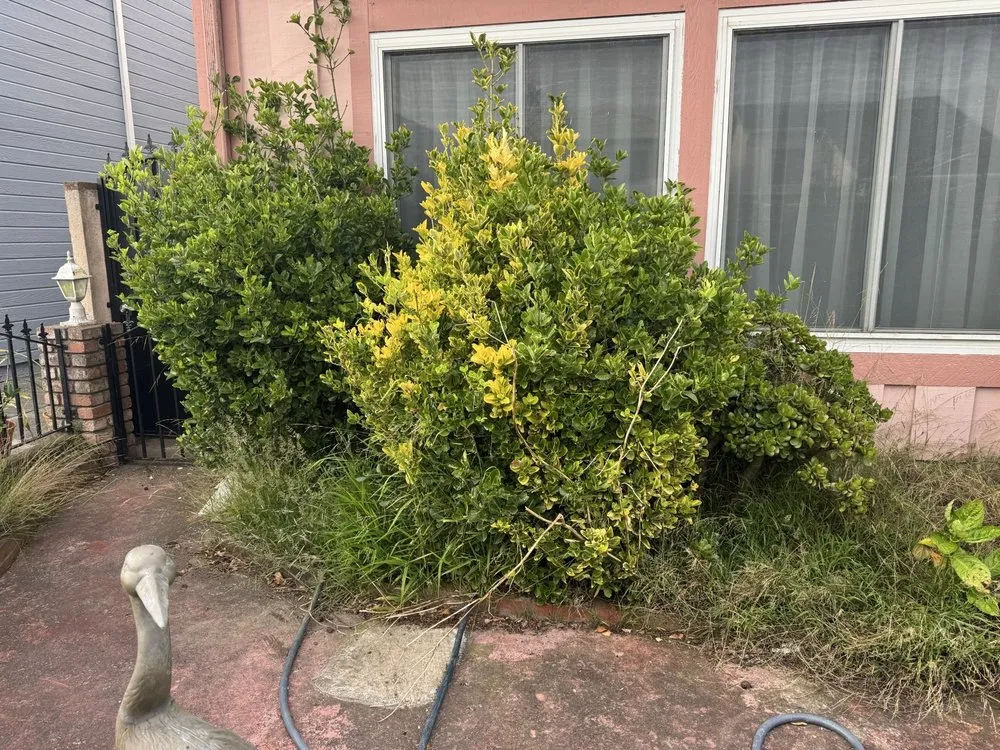 Expert lawn mowing service for residential properties across San Bruno, CA - Nguyen's-Giup Gardening Services