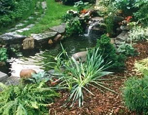 Local lawn care service near you in Denver, CO by Nguyen's Lawn Care