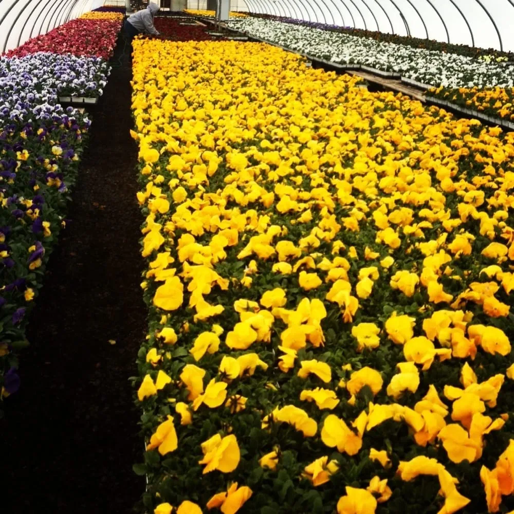 Professional landscape design in Silver Spring, MD by N&H Landscaping Inc