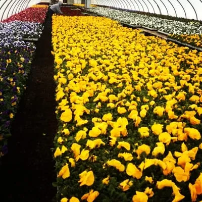 N&H Landscaping Inc Logo