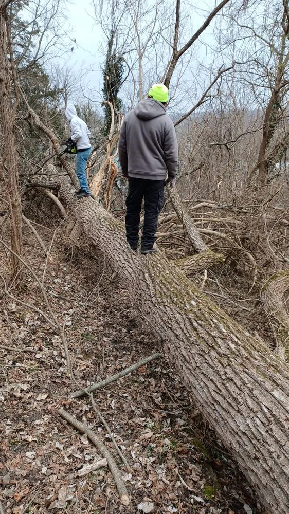 Local yard cleanup service in Cincinnati, OH - Nicas Tree Service