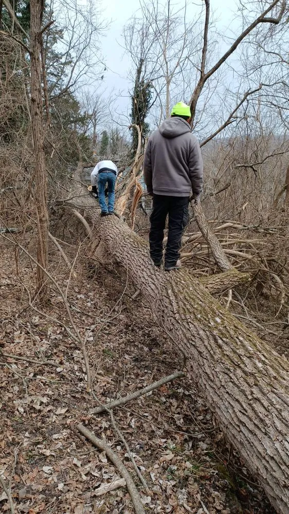 Reliable yard cleanup service in Cincinnati, OH - Nicas Tree Service