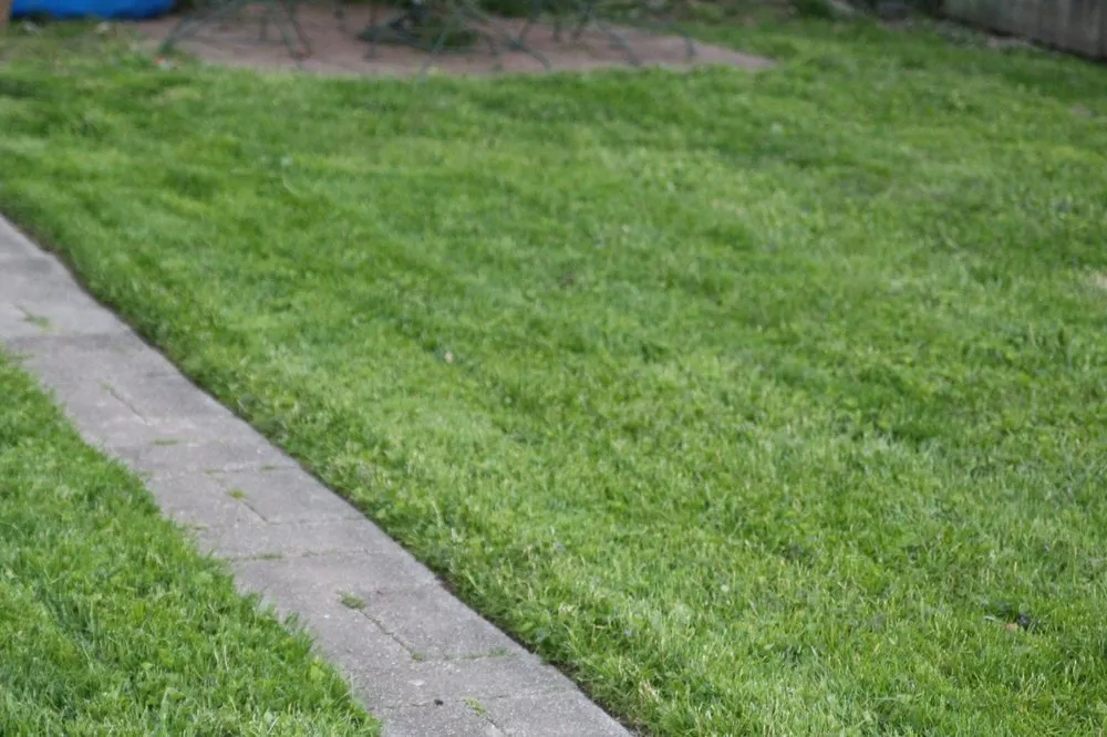 Custom yard maintenance in Cincinnati, OH - Nicas Tree Service