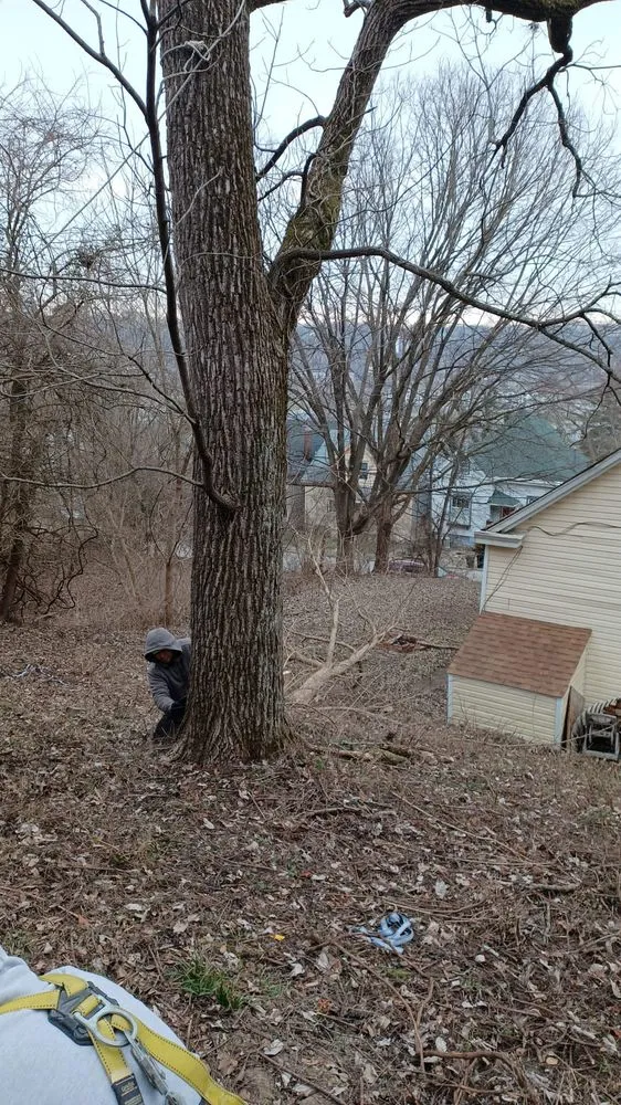 Top-rated yard cleanup service experts serving Cincinnati, OH - Nicas Tree Service