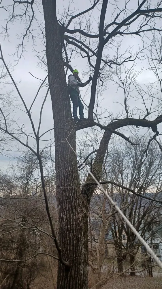 Top-rated landscaping services with custom design in Cincinnati, OH by Nicas Tree Service