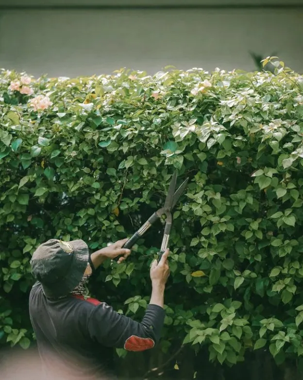 Professional garden landscaping for year-round maintenance across Fresno, CA - Nice Image Landscaping