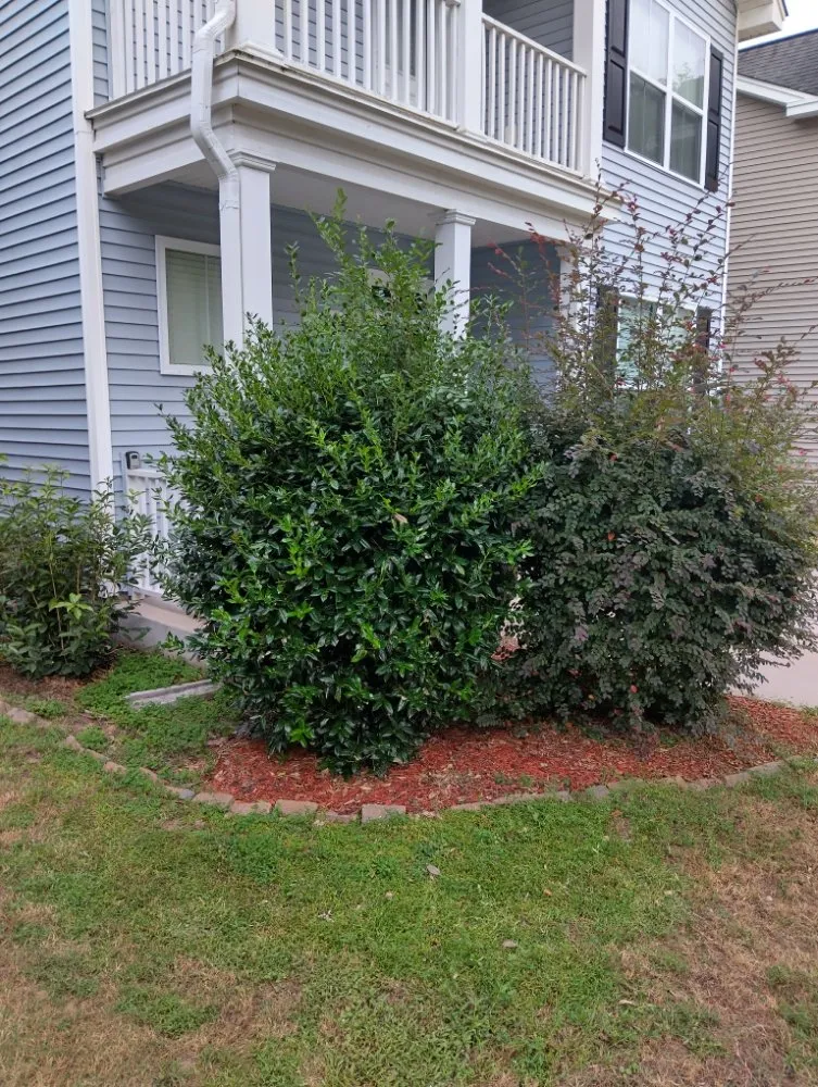 Affordable landscape design with custom design in Mount Pleasant, SC by Nice lawn service