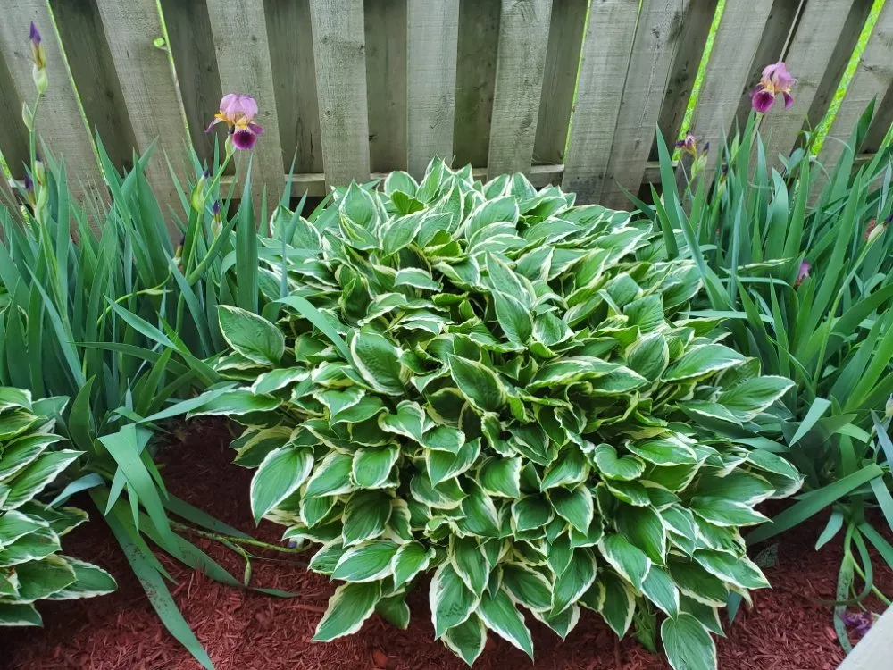 Expert garden landscaping in St. Louis, MO by Nice Touch Lawn Care