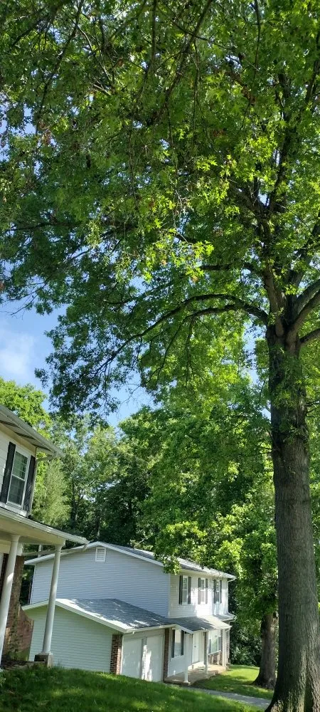 Local landscape design for beautiful yards across St. Louis, MO - Nice Touch Lawn Care