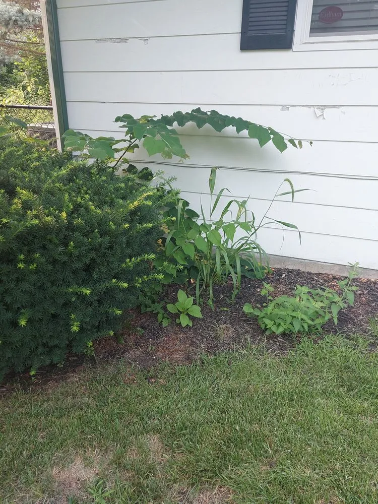 Reliable yard maintenance for homes in Deltona, FL by Nicely Landscaping